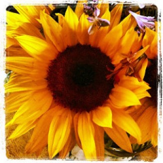 sunflower.04102